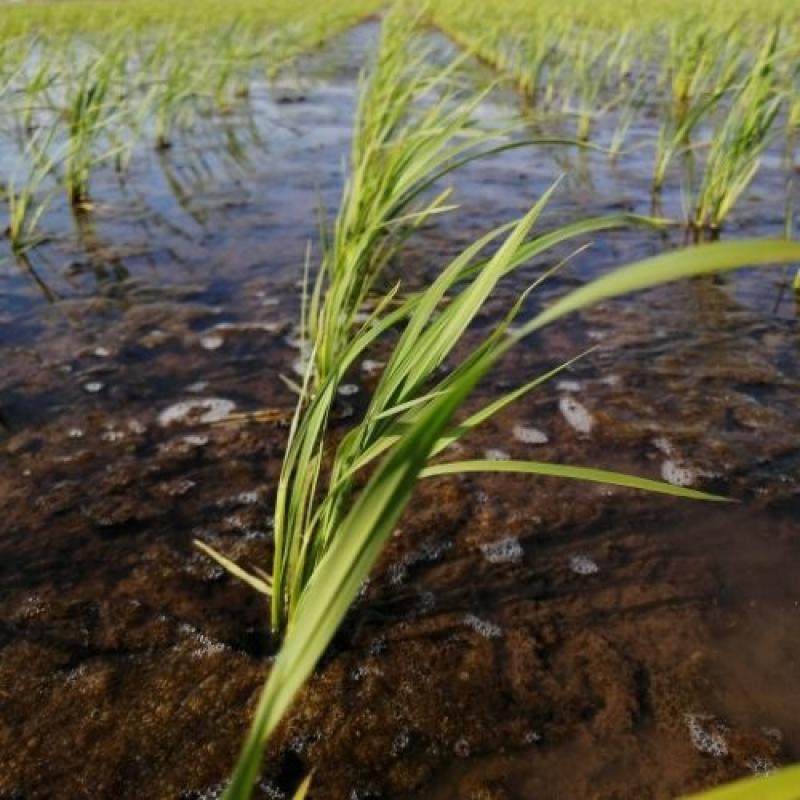 【2025年新米】 特別栽培米 わら屋のお米 ひとめぼれ 10kg(おがわ藁農園さん)のメインイメージ