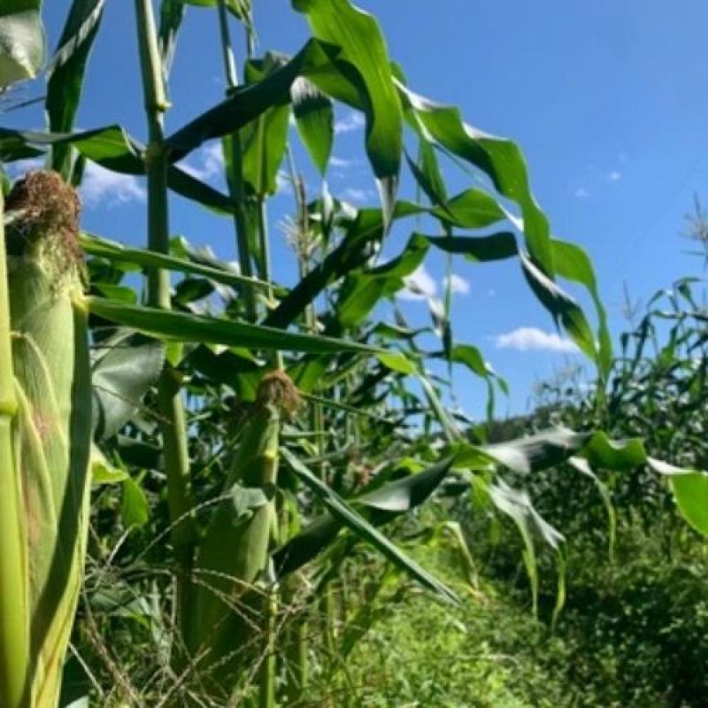 十勝産スイートコーン約10本★地球温暖化対策になる農法で栽培★化学農薬不使用・有機肥料のみ使用。(しろくまファームさん)のメインイメージ