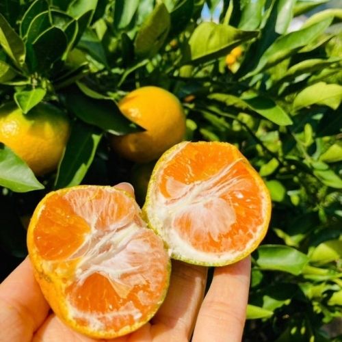 不意打ちみかんパパ(由良早生みかん)（3キロ）　和歌山の有田みかん(みかんのみっちゃん農園さん)のメインイメージ