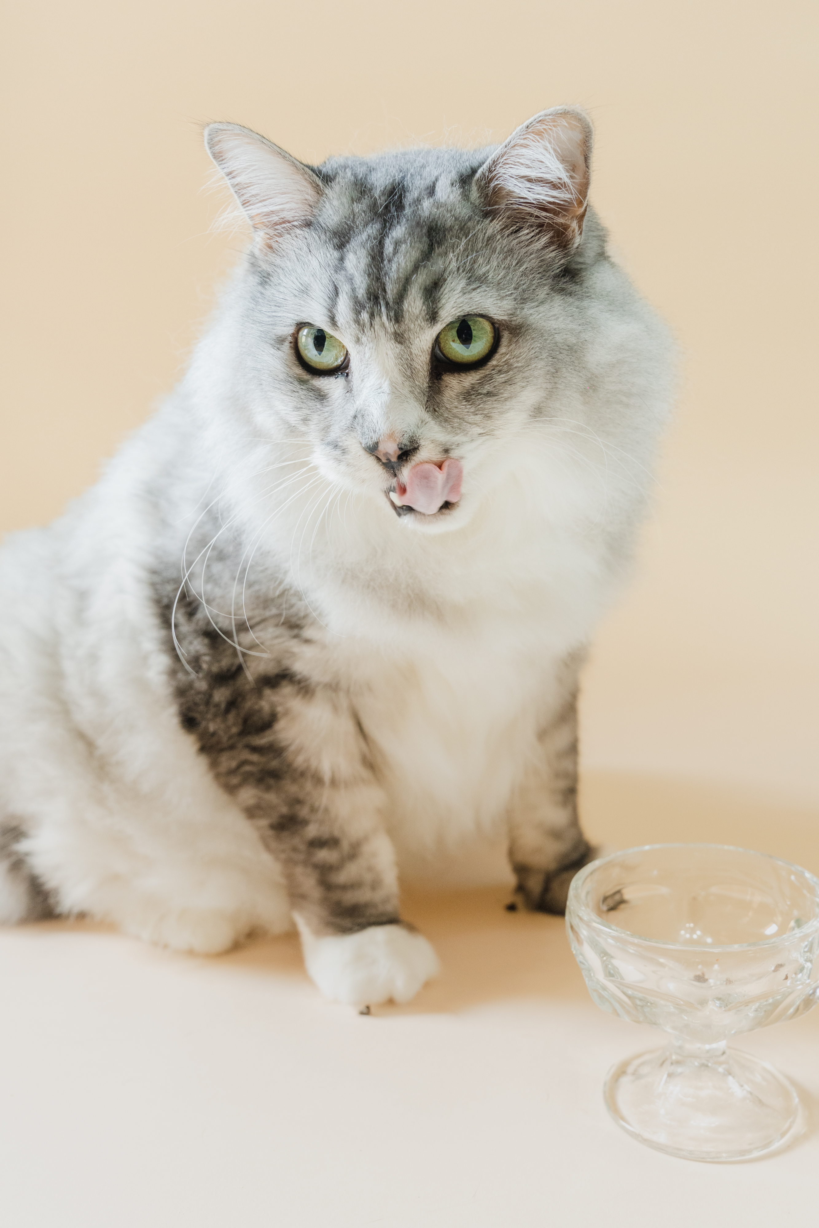 わんちゃん・ねこちゃん用【豊作和牛ブレンドふりかけ】(50g)(豊作和牛さん)のメインイメージ