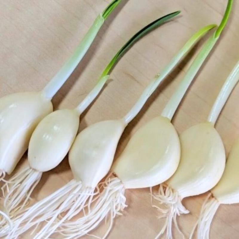 【送料無料】福岡県産 友芽にんにくちっぷ ３個セット(風和里くらぶさん)のメインイメージ