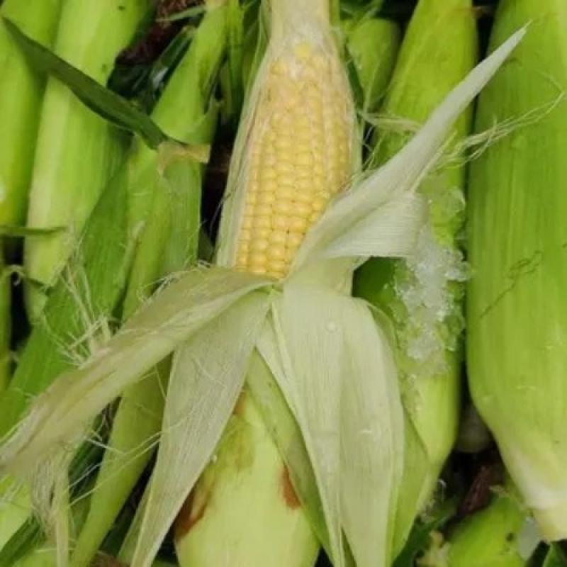 十勝産スイートコーン約10本★地球温暖化対策になる農法で栽培★化学農薬不使用・有機肥料のみ使用。(しろくまファームさん)のメインイメージ