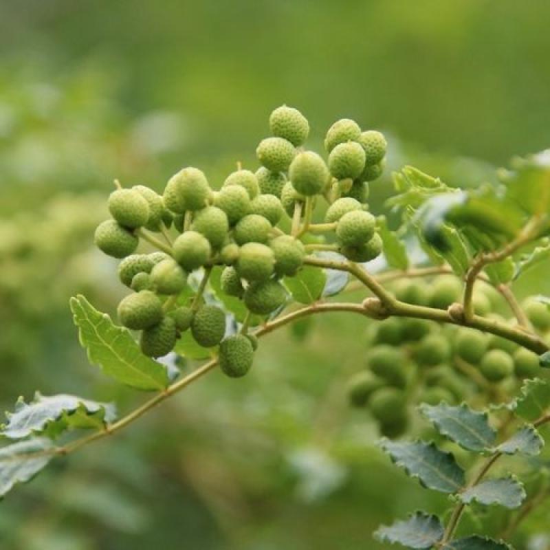 うなぎご飯のお供　6瓶(四万十味紀行さん)のメインイメージ