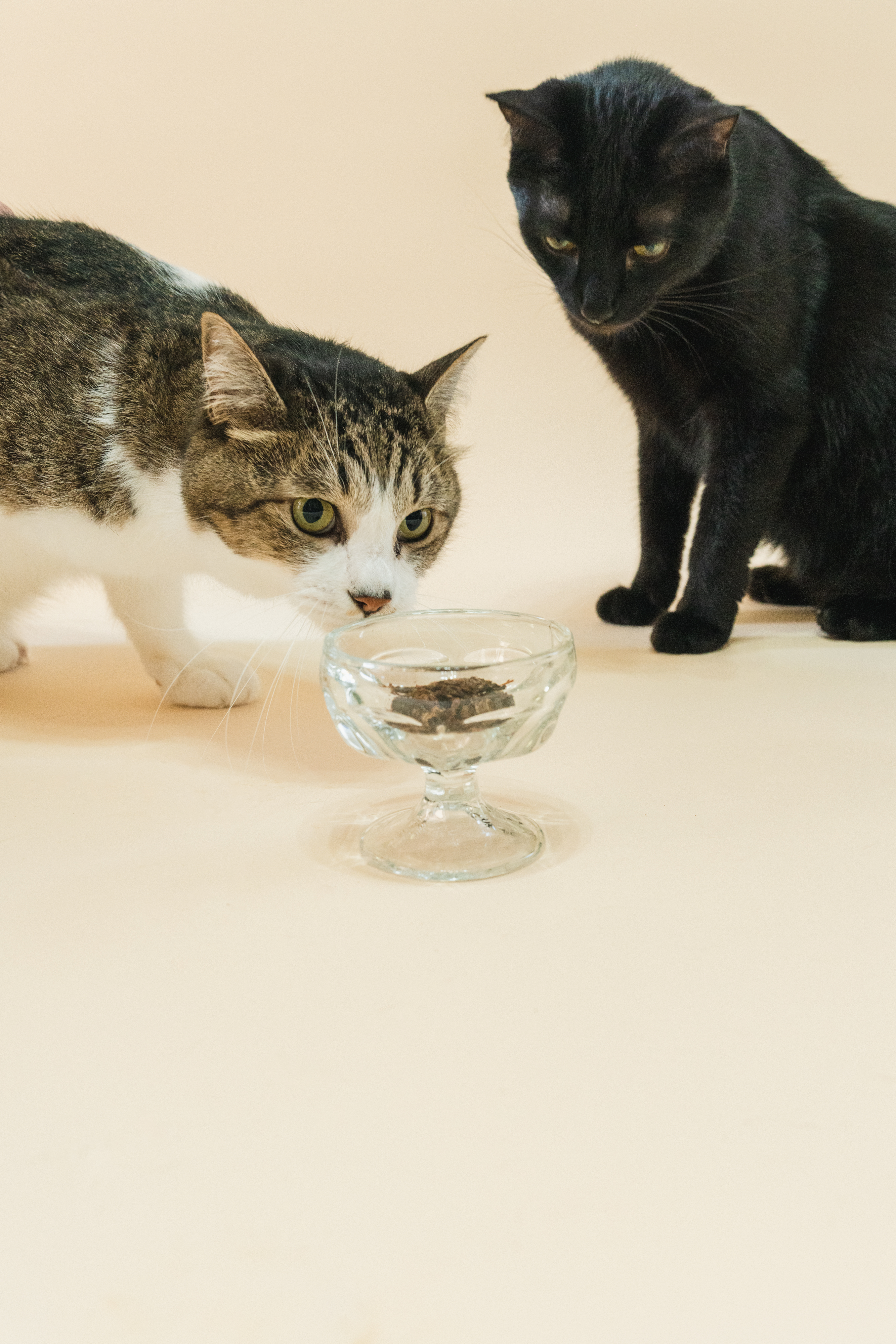 わんちゃん・ねこちゃん用【豊作和牛ブレンドふりかけMINI】(20g)(豊作和牛さん)のメインイメージ