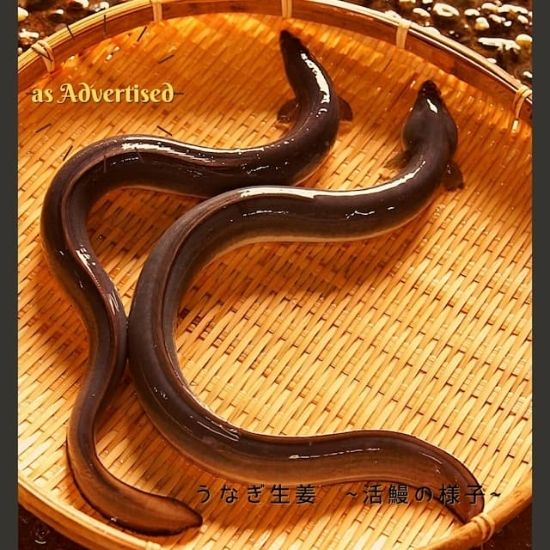 高知県産 うなぎ生姜　1瓶 80g(四万十味紀行さん)のメインイメージ