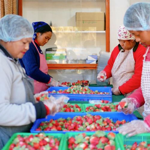 ヒマラヤ産 フリーズドライ いちごパウダー 50g(SEPLUMO -セプルモ-さん)のメインイメージ