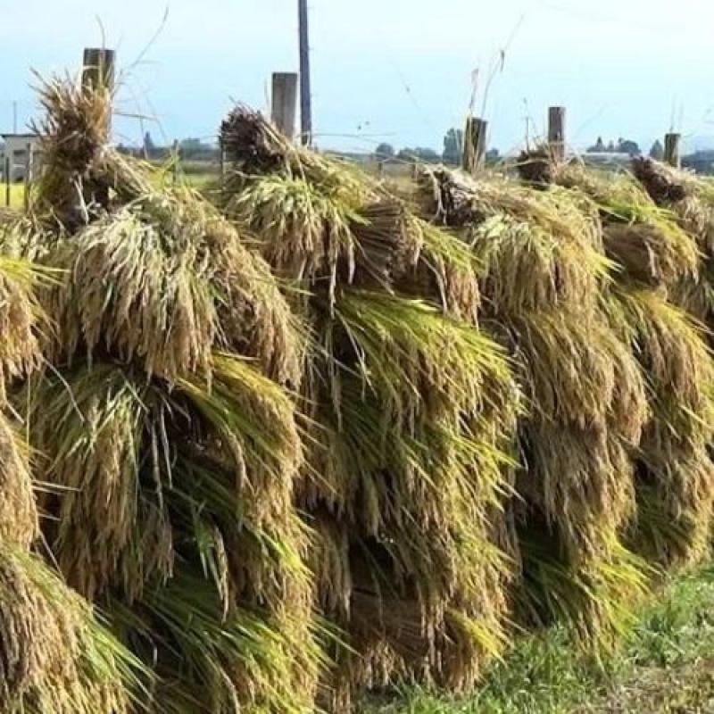 【2025年新米】 特別栽培米 わら屋のお米 ひとめぼれ 10kg(おがわ藁農園さん)のメインイメージ