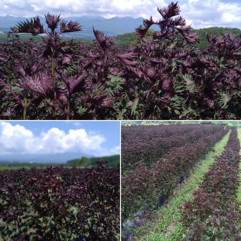 赤紫蘇寒天ゼリー飲料150㎖　（１個）　そのまま飲めるしそゼリー(馨工房さん)のメインイメージ