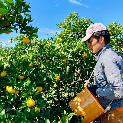 不意打ちみかんパパ(由良早生みかん)（3キロ）　和歌山の有田みかん(みかんのみっちゃん農園さん)のメインイメージ