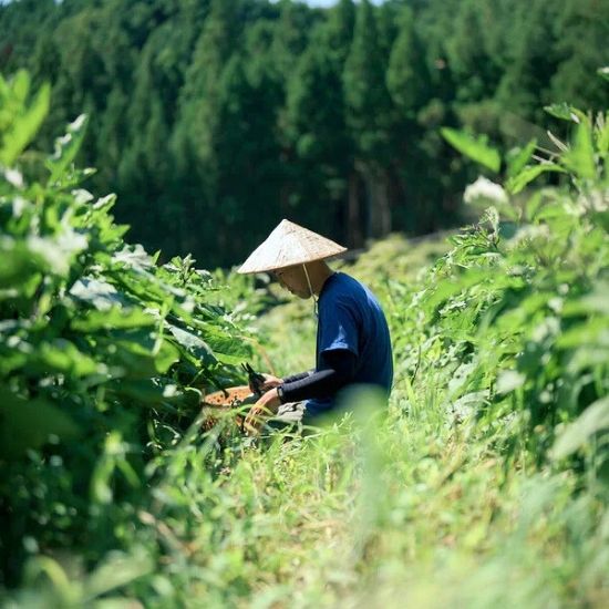 帰楽可楽(きらくコーラ)　コーラシロップ　大和当帰(やまととうき)(宇陀まほろば薬菜園さん)のメインイメージ