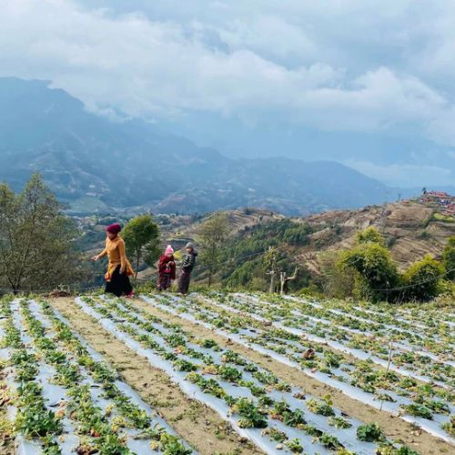 ヒマラヤ産 フリーズドライ いちごパウダー 100g(SEPLUMO -セプルモ-さん)のメインイメージ