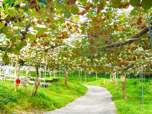 【人気No.１!!】”おまかせ5種キウイセット”この道50年！プロキウイ農家おすすめ季節限定5品種が入るお任せキウイセット【熨斗対応可】8～9個入り(キウイフルーツカントリーJapanさん)のメインイメージ