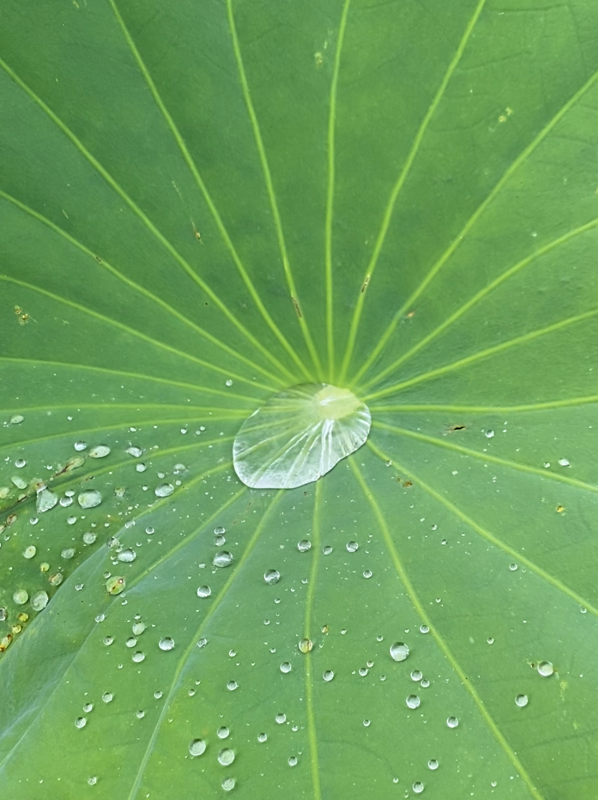 〜雫〜天然水晶14kgfピアス(nana＆jewelsさん)のメインイメージ