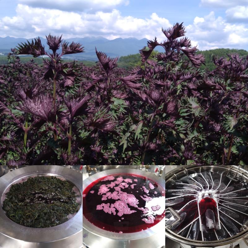 赤紫蘇シロップ６倍希釈 215ｇ　（1個）　しそジュースに(馨工房さん)のメインイメージ