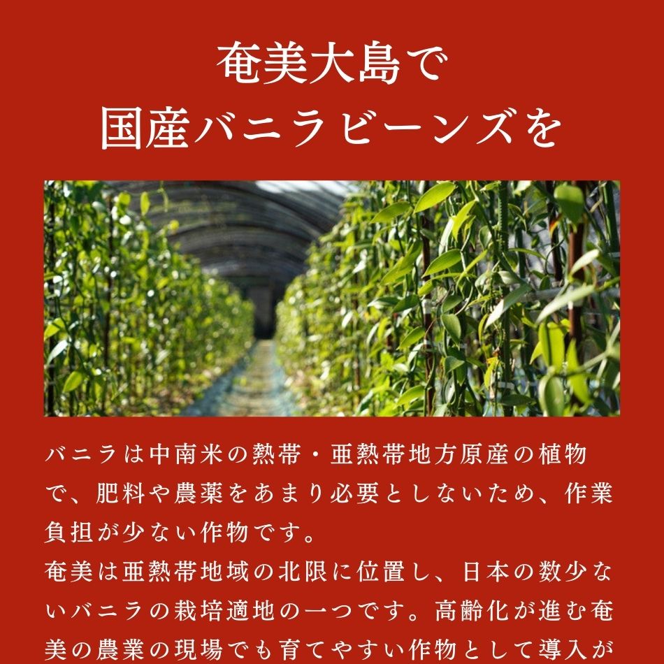 奄美大島で国産バニラビーンズを。バニラは中南米の熱帯・亜熱帯地方原産の植物で、肥料や農薬をあまり必要としないため、作業負担が少ない作物です。奄美は亜熱帯地域の北限に位置し、日本の数少ないバニラの栽培適地の一つです。高齢化が進む奄美の農業の現場でも育てやすい作物として導入が期待できます。また、長期保存ができるので、離島ならではの流通問題の影響も抑えられます。さらに奄美の島ザラメや黒糖焼酎などの食材と相性がよく、これらとの組み合わせで新しい製品が生まれる可能性を秘めています。