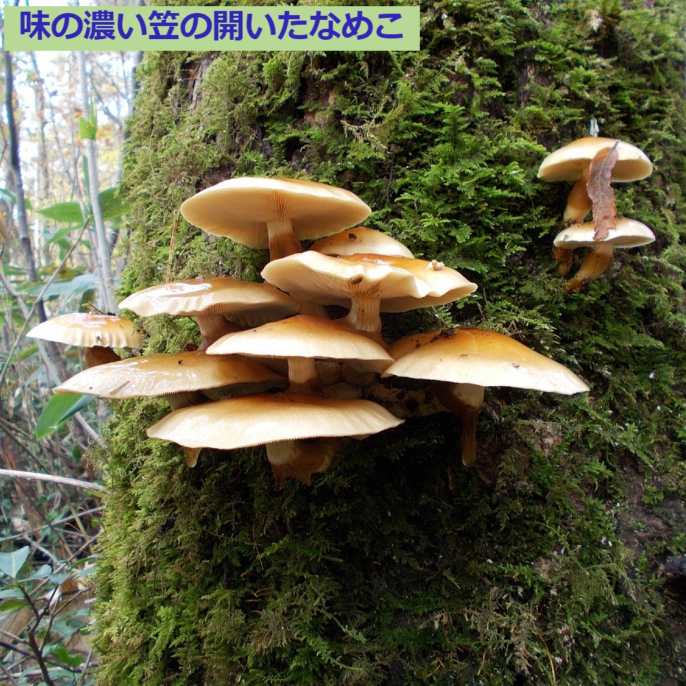 予約受付】 おいしい天然なめこ きのこ 500g以上 天然ならではの味と