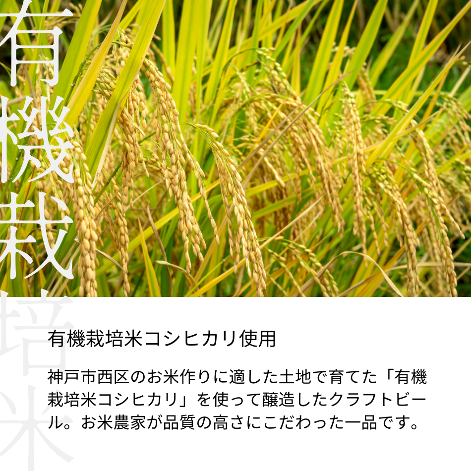 有機栽培米コシヒカリ使用。神戸市西区のお米作りに適した土地で育てた「有機栽培米コシヒカリ」を使って醸造したクラフトビール。お米農家が品質の高さにこだわった一品です。