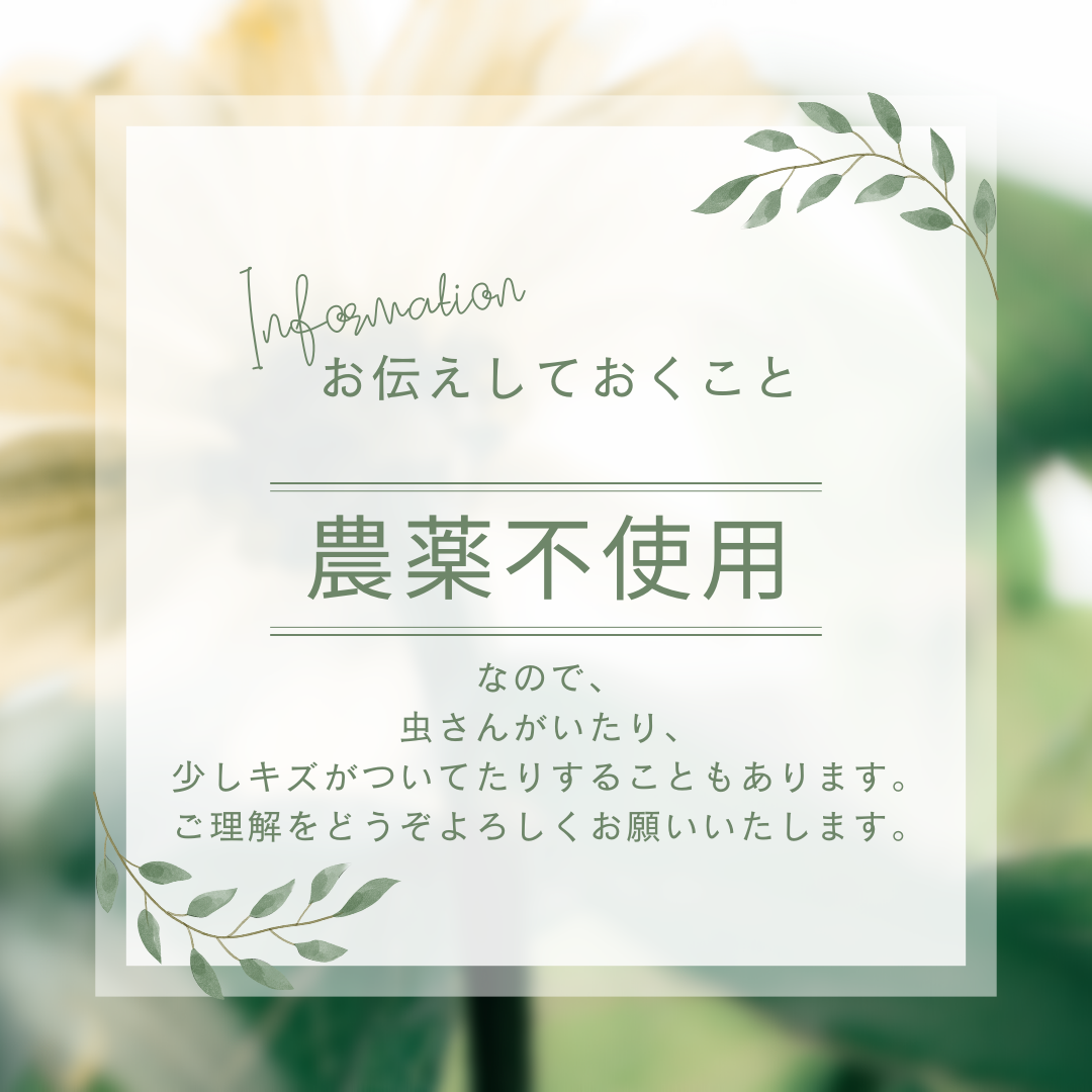 注意：農薬不使用なので虫や傷がつく場合もあります。ご理解をお願いいたします。