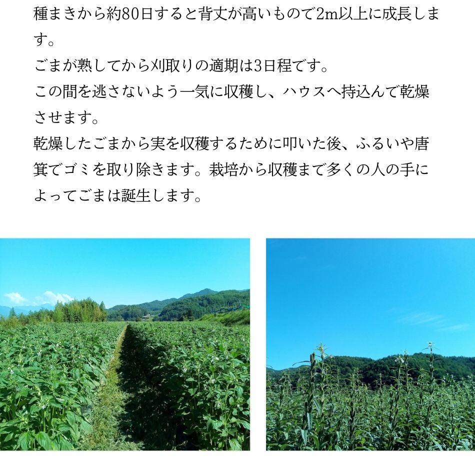 種まきから約80日すると背丈が高いもので2m以上に成長します。 ごまが熟してから刈取りの適期は3日程です。この間を逃さないよう一気に収穫し、ハウスへ持込んで乾燥させます。乾燥したごまから実を収穫するために叩いた後、ふるいや唐箕でゴミを取り除きます。栽培から収穫まで多くの人の手によってごまは誕生します。